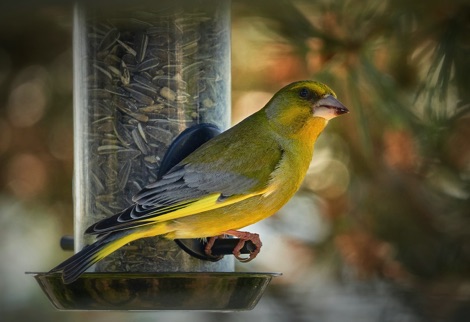 Greenfinch on a seed feeder